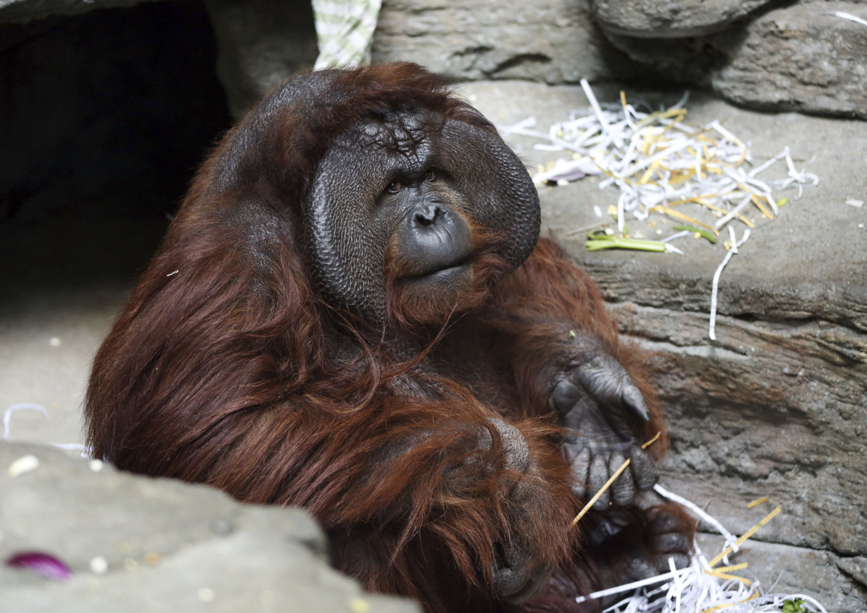 Orangutan Bites Volunteer